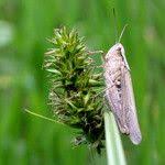 Attēlu rezultāti vaicājumam “Carex vulpina”