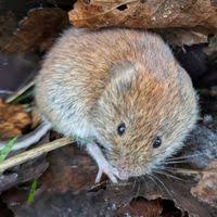 Attēlu rezultāti vaicājumam “Myodes glareolus”