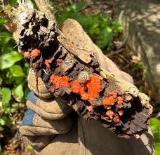 Attēlu rezultāti vaicājumam “Hemitrichia decipiens young”