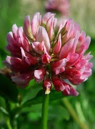 Attēlu rezultāti vaicājumam “Trifolium hybridum flower”