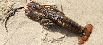 Attēlu rezultāti vaicājumam “Crustacea”