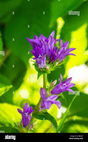 Attēlu rezultāti vaicājumam “Campanula glomerata leaf”