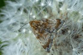 Attēlu rezultāti vaicājumam “Adscita statices”