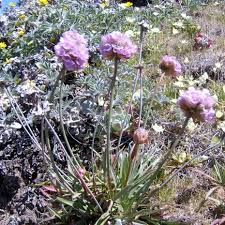 Attēlu rezultāti vaicājumam “Armeria vulgaris”