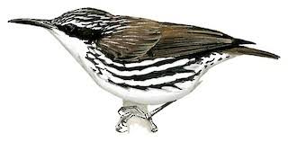 Attēlu rezultāti vaicājumam “Rhabdomiris striatellus imago”