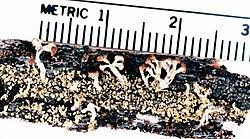 Attēlu rezultāti vaicājumam “Cladonia botrytes”
