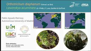 Attēlu rezultāti vaicājumam “Orthotrichum diaphanum sporophyte”