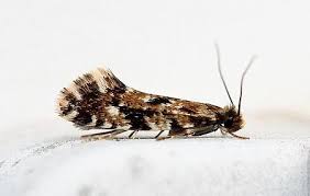 Attēlu rezultāti vaicājumam “Nemapogon cloacella”