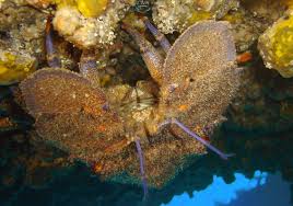 Image result for Scyllarides latus