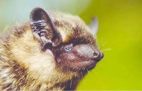 Attēlu rezultāti vaicājumam “Eptesicus nilssonii”