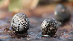 Attēlu rezultāti vaicājumam “Lycogala conicum spores”