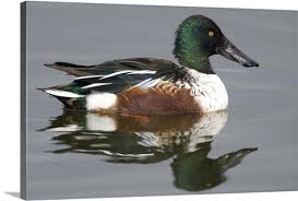 Attēlu rezultāti vaicājumam “Anas clypeata”