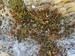 Attēlu rezultāti vaicājumam “Pohlia nutans sporophyte”