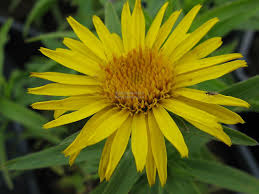 Image result for Inula hirta