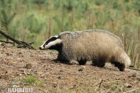 Attēlu rezultāti vaicājumam “Meles meles”