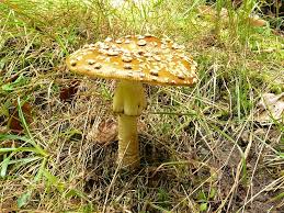 Attēlu rezultāti vaicājumam “Amanita regalis”