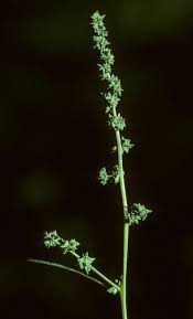 Attēlu rezultāti vaicājumam “Atriplex patula leaf”