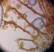 Attēlu rezultāti vaicājumam “Cribraria aurantiaca var. persoonii spores”