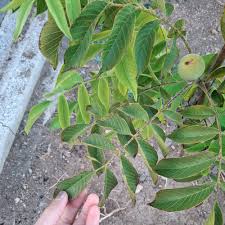 Attēlu rezultāti vaicājumam “Juglans mandshurica leaf”