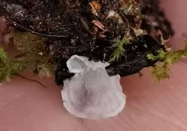 Attēlu rezultāti vaicājumam “Arrhenia retiruga”