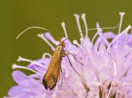 Attēlu rezultāti vaicājumam “Nemophora metallica”
