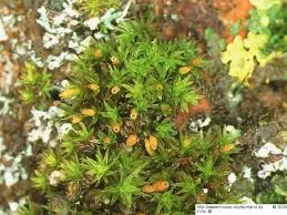 Attēlu rezultāti vaicājumam “Orthotrichum cupulatum var. riparium”