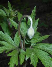 Attēlu rezultāti vaicājumam “Anemone sylvestris leaf”