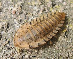 Attēlu rezultāti vaicājumam “Sacchiphantes abietis exuvia”