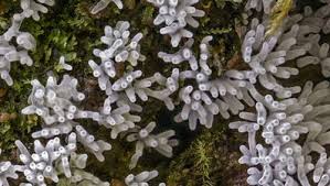 Attēlu rezultāti vaicājumam “Diderma chondrioderma spores”