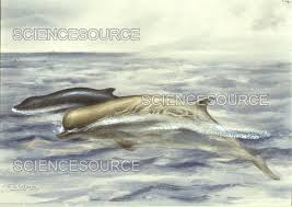 Image result for Hyperoodon ampullatus