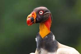 Image result for Dendroica castanea