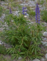 Image result for Lupinus polyphyllus Lindl.