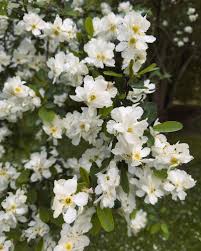 Attēlu rezultāti vaicājumam “Exochorda giraldii var. wilsonii”