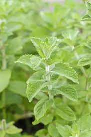 Attēlu rezultāti vaicājumam “Mentha x verticillata leaf”