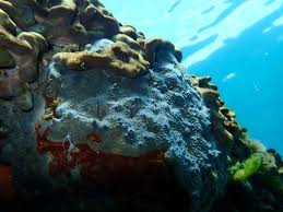 Attēlu rezultāti vaicājumam “Spongia”