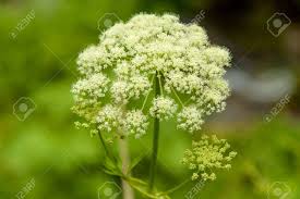 Attēlu rezultāti vaicājumam “Cicuta virosa”