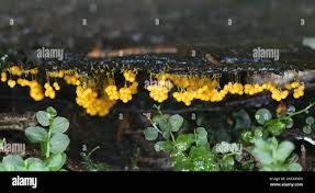 Attēlu rezultāti vaicājumam “Badhamia utricularis spores”