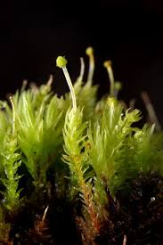 Attēlu rezultāti vaicājumam “Aulacomnium androgynum”