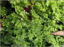 Attēlu rezultāti vaicājumam “Chiloscyphus pallescens”