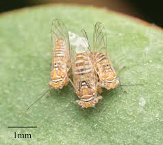 Attēlu rezultāti vaicājumam “Sternorrhyncha”