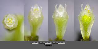 Attēlu rezultāti vaicājumam “Cuscuta europaea flower”