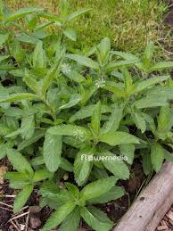 Attēlu rezultāti vaicājumam “Mentha x piperita”