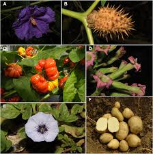 Attēlu rezultāti vaicājumam “Solanaceae”