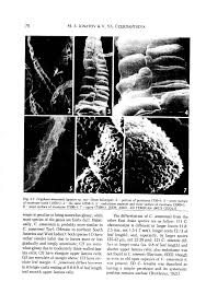 Attēlu rezultāti vaicājumam “Antitrichia curtipendula sporophyte”