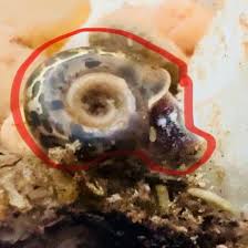 Attēlu rezultāti vaicājumam “Planorbis planorbis”