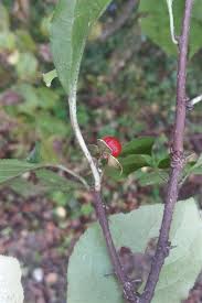 Attēlu rezultāti vaicājumam “Celastrus flagellaris”
