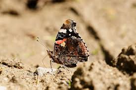 Attēlu rezultāti vaicājumam “Vanessa atalanta”