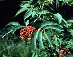 Attēlu rezultāti vaicājumam “Sambucus racemosa fruit”