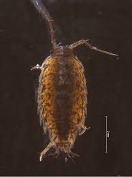 Attēlu rezultāti vaicājumam “Ligidium hypnorum”