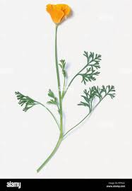 Attēlu rezultāti vaicājumam “Eschscholzia californica leaf”